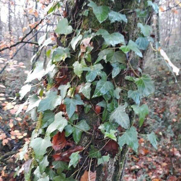 Hedera helix Лист