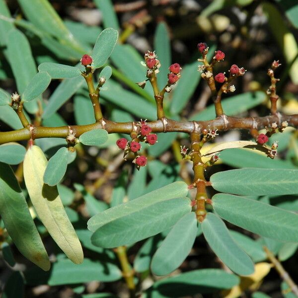 Euphorbia celastroides Агульны выгляд