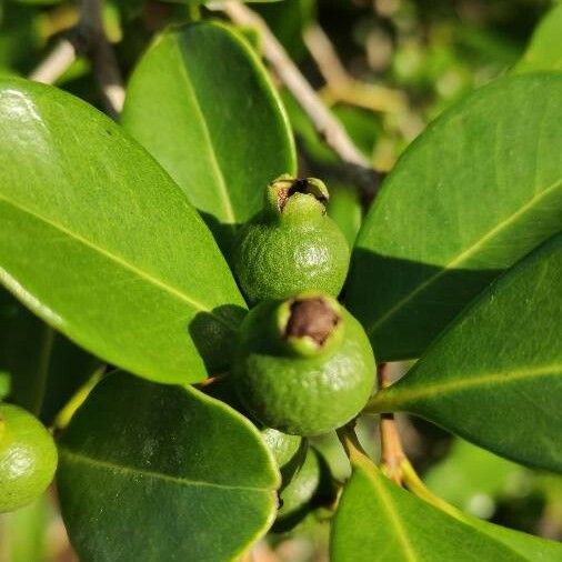 Psidium cattleyanum Frukt