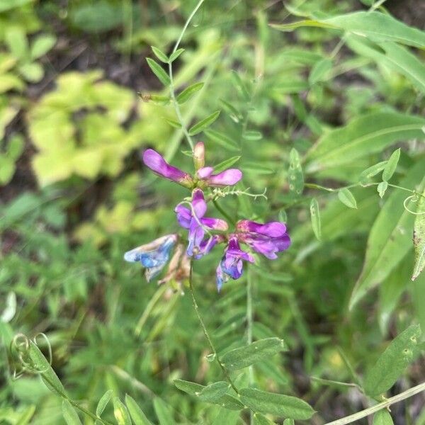 Vicia americana Blomma