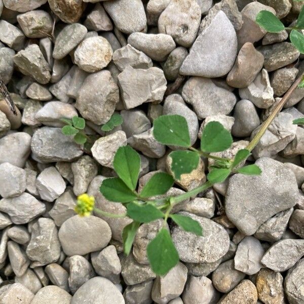 Medicago lupulina Flower