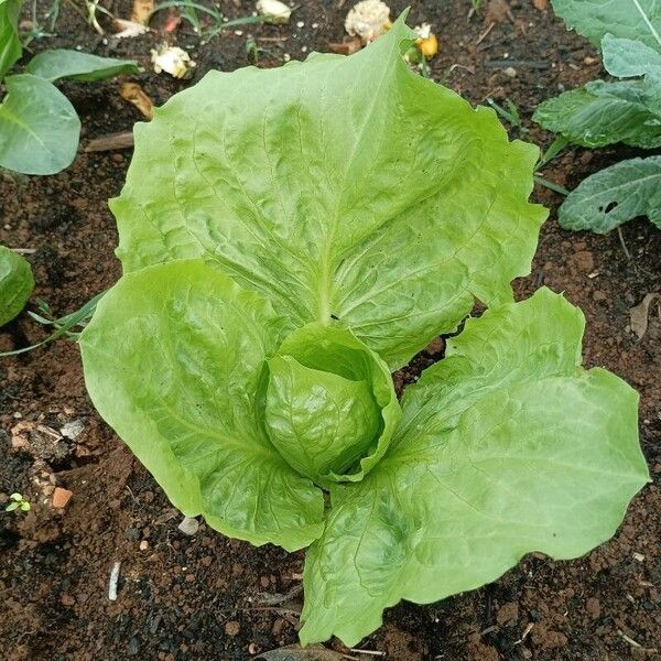 Lactuca sativa Leaf