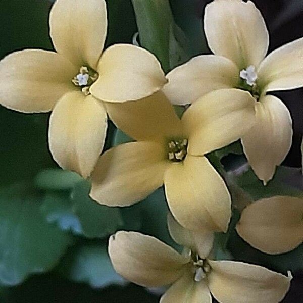 Kalanchoe blossfeldiana Fleur