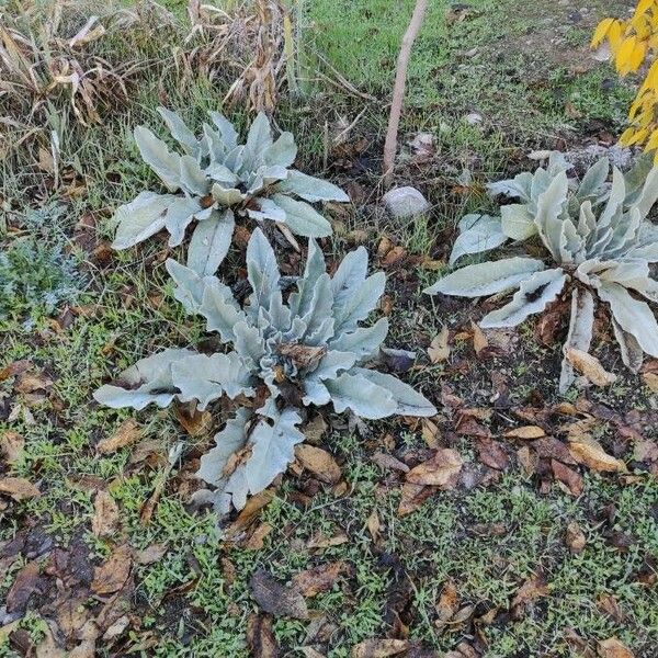 Verbascum boerhavii Feuille