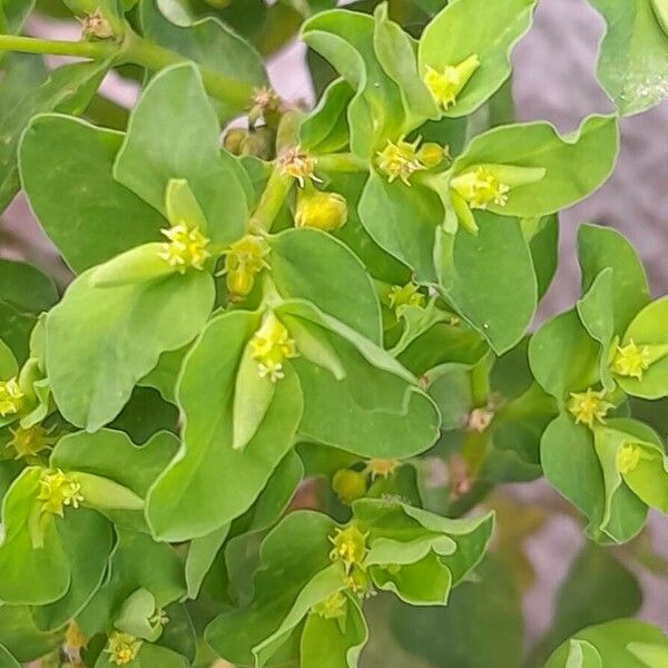 Euphorbia peplus Blüte