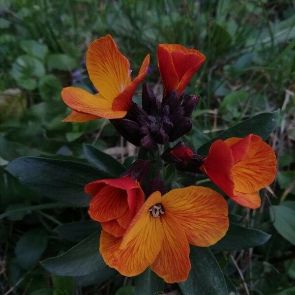 Erysimum virgatum Flor