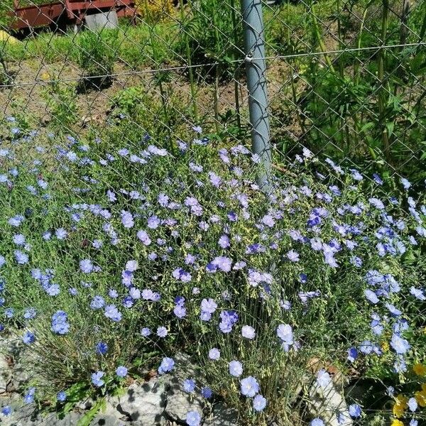 Linum perenne പുഷ്പം