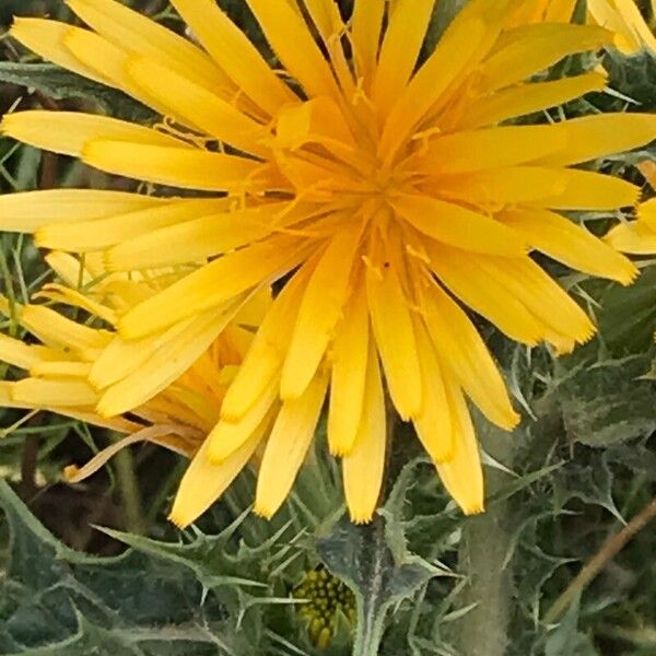 Scolymus hispanicus Flower