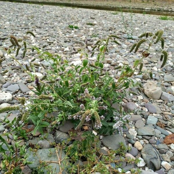 Mentha longifolia موطن