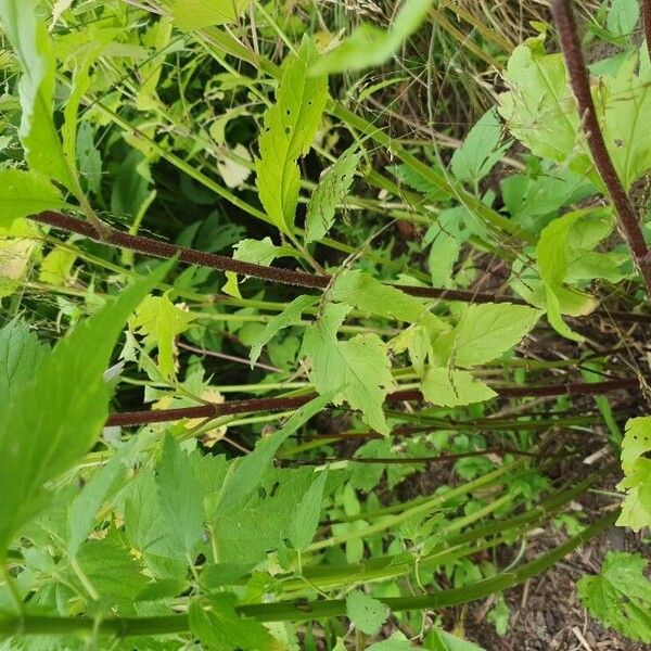 Agastache foeniculum Kôra