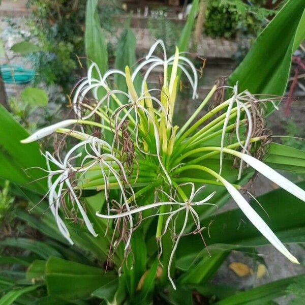 Crinum asiaticum Ліст