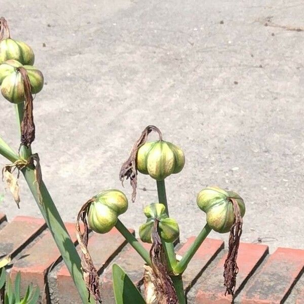 Hippeastrum vittatum Floare