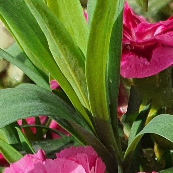 Dianthus chinensis 葉