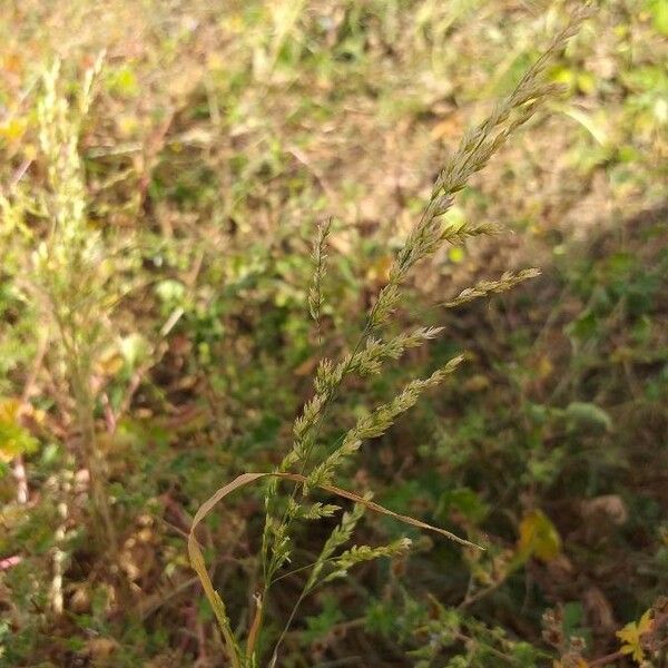 Agrostis stolonifera Flower