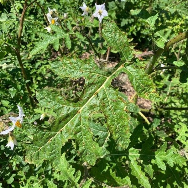 Solanum sisymbriifolium Leht