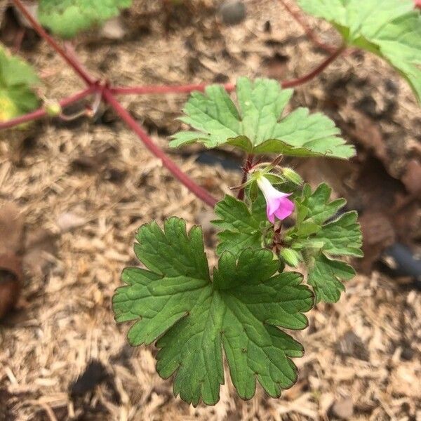 Geranium rotundifolium Flower