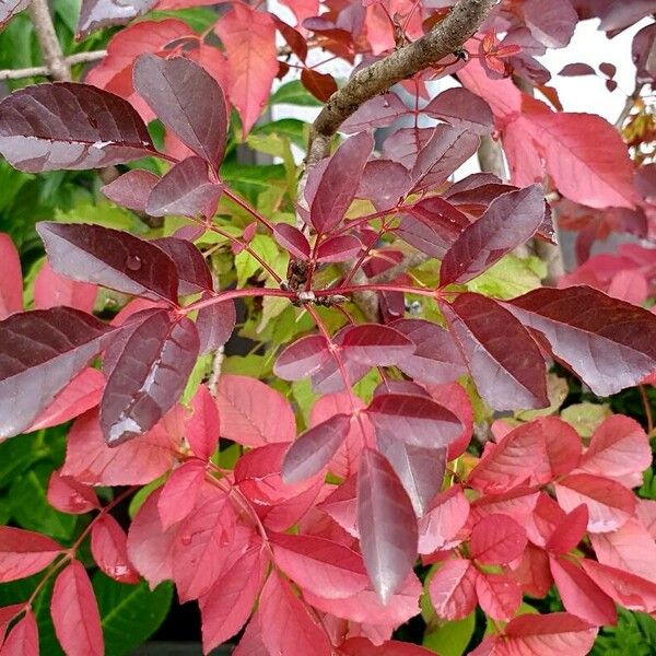 Fraxinus ornus Leaf