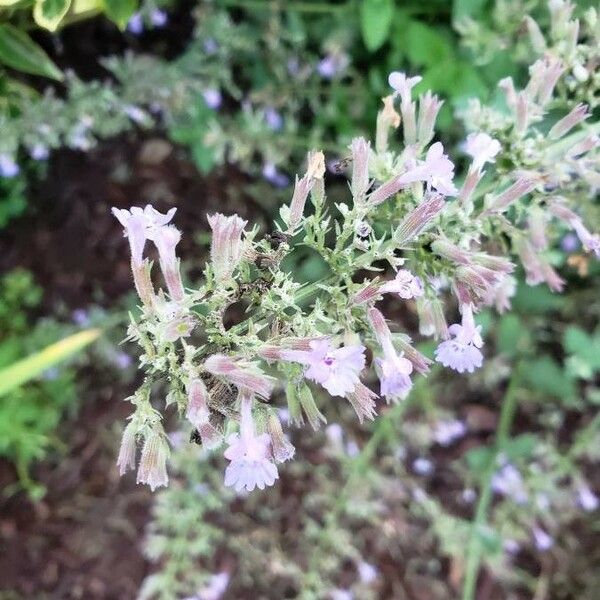 Nepeta cataria Цвят