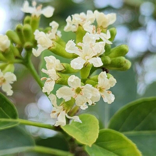 Cordia dichotoma 花