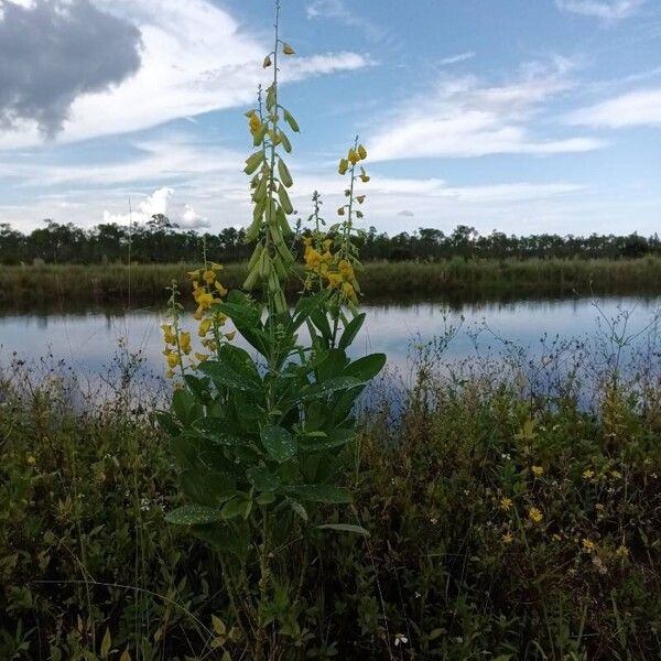 Crotalaria spectabilis 花