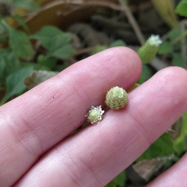 Lippia origanoides Žiedas