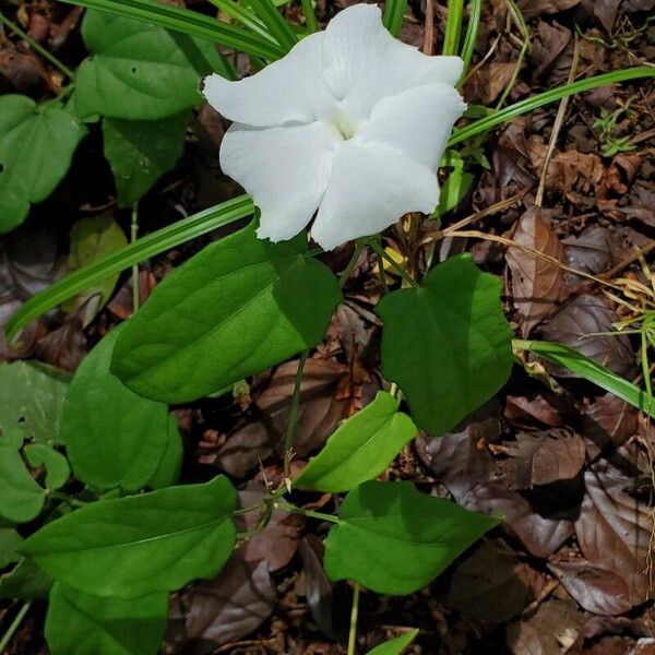 Thunbergia fragrans Flor