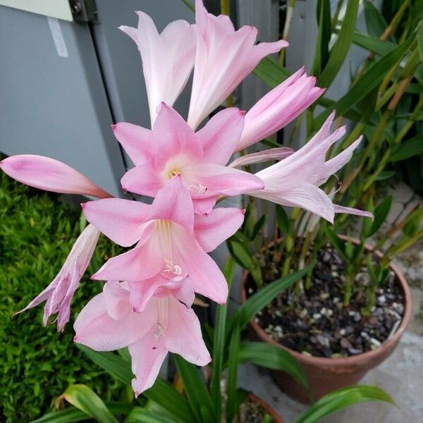 Amaryllis belladonna Цветок