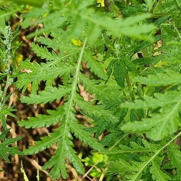 Tanacetum vulgare Folla