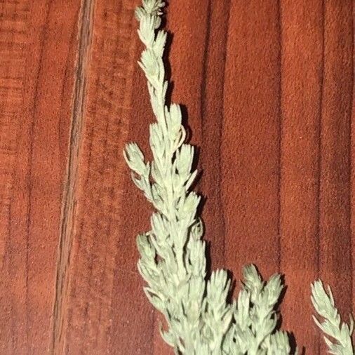 Artemisia frigida Leaf