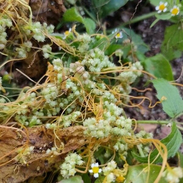 Cuscuta campestris Õis