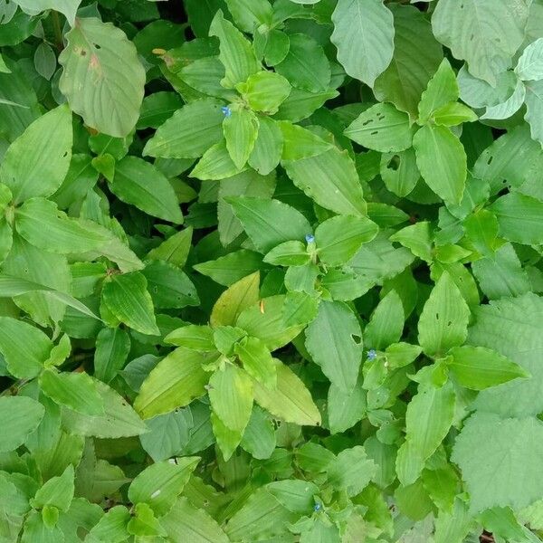 Commelina benghalensis ശീലം