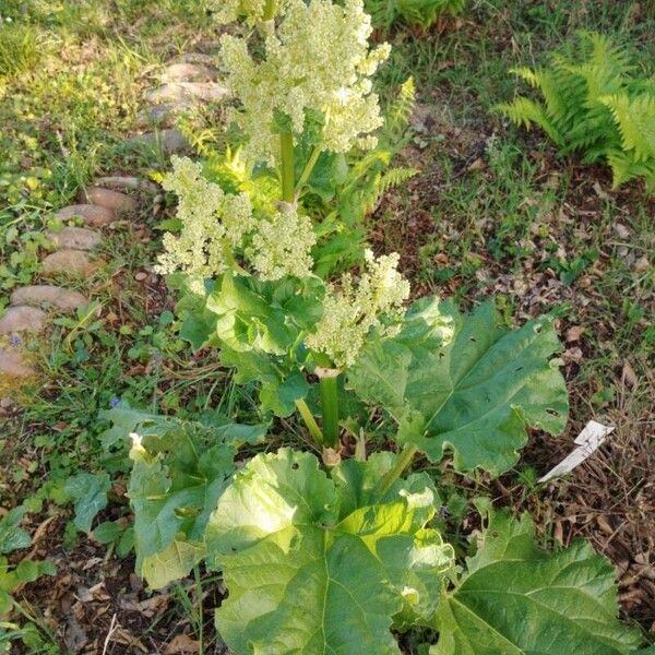 Rheum rhabarbarum Συνήθη χαρακτηριστικά