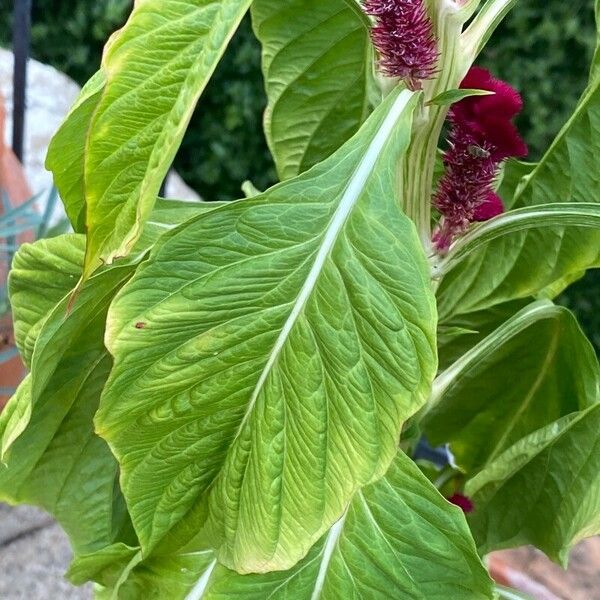 Celosia cristata Folio