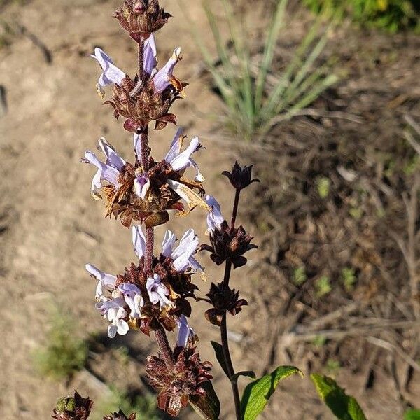 Salvia mellifera ফুল