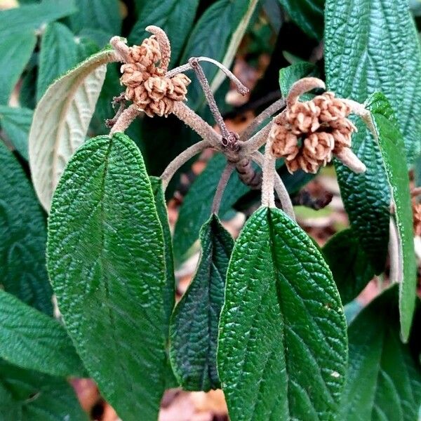 Viburnum rhytidophyllum Λουλούδι