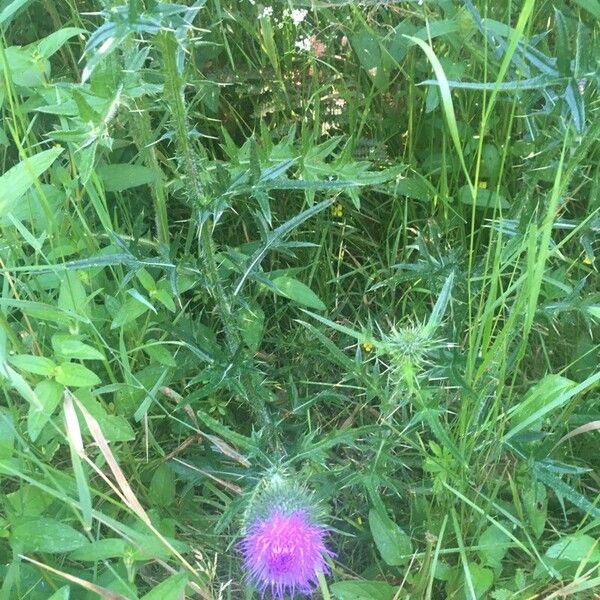 Cirsium vulgare Flower