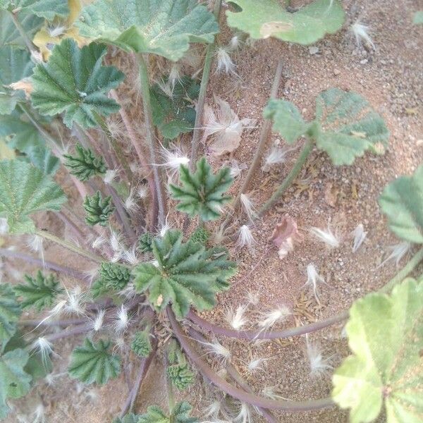 Althaea hirsuta Folla