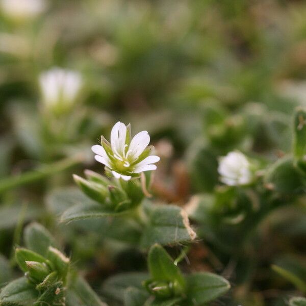 Cerastium semidecandrum Flors