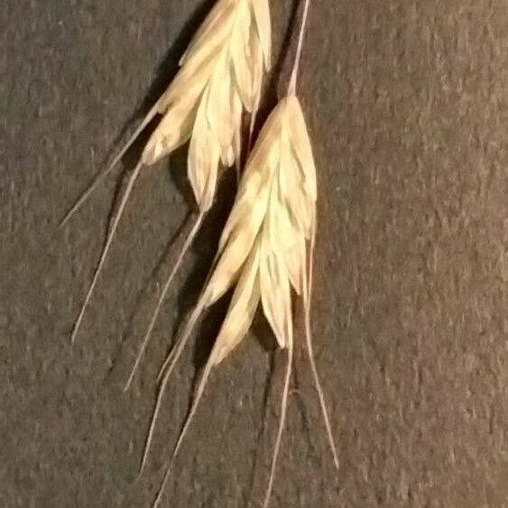 Bromus secalinus Virág