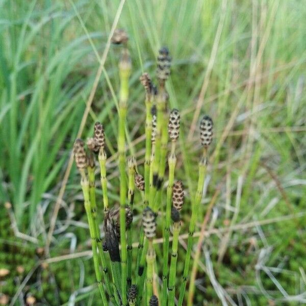 Equisetum palustre പുഷ്പം