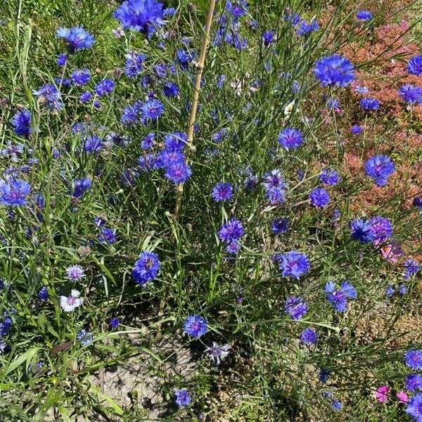 Centaurea cyanus 整株植物