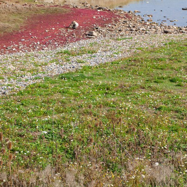 Salicornia europaea Diğer