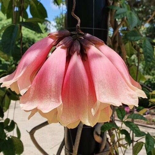 Tecomanthe dendrophila 花