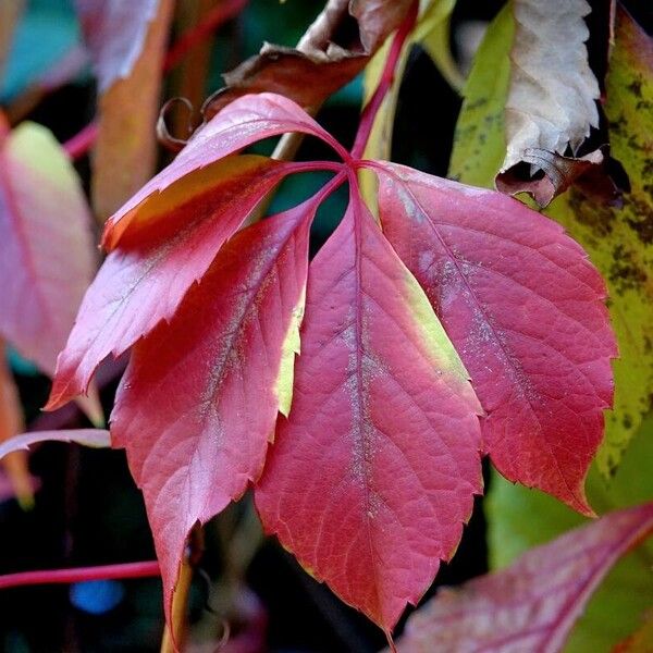 Parthenocissus inserta Blad