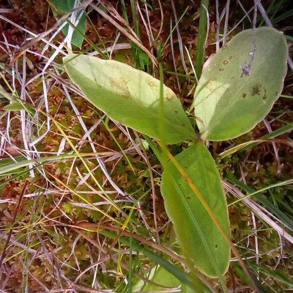 Menyanthes trifoliata List