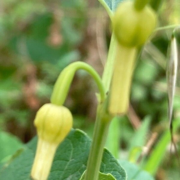 Aristolochia clematitis ফুল