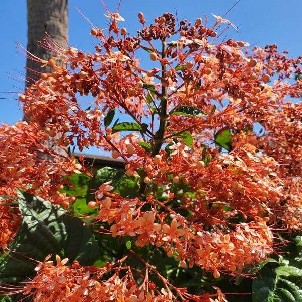 Clerodendrum japonicum Blomma