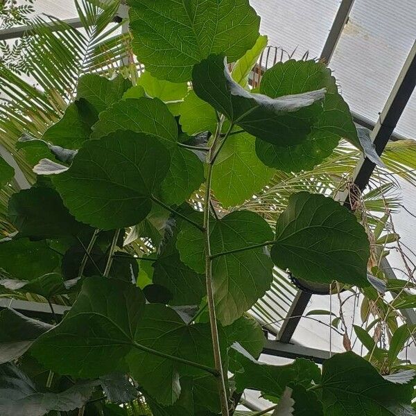 Tilia americana ഇല