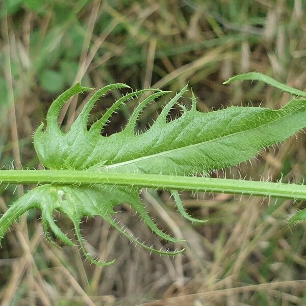 Crepis setosa 叶