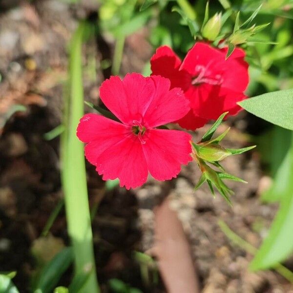 Dianthus chinensis Cvet